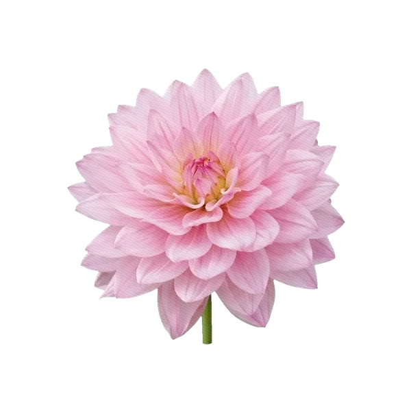 Dahlia Karma Prospero