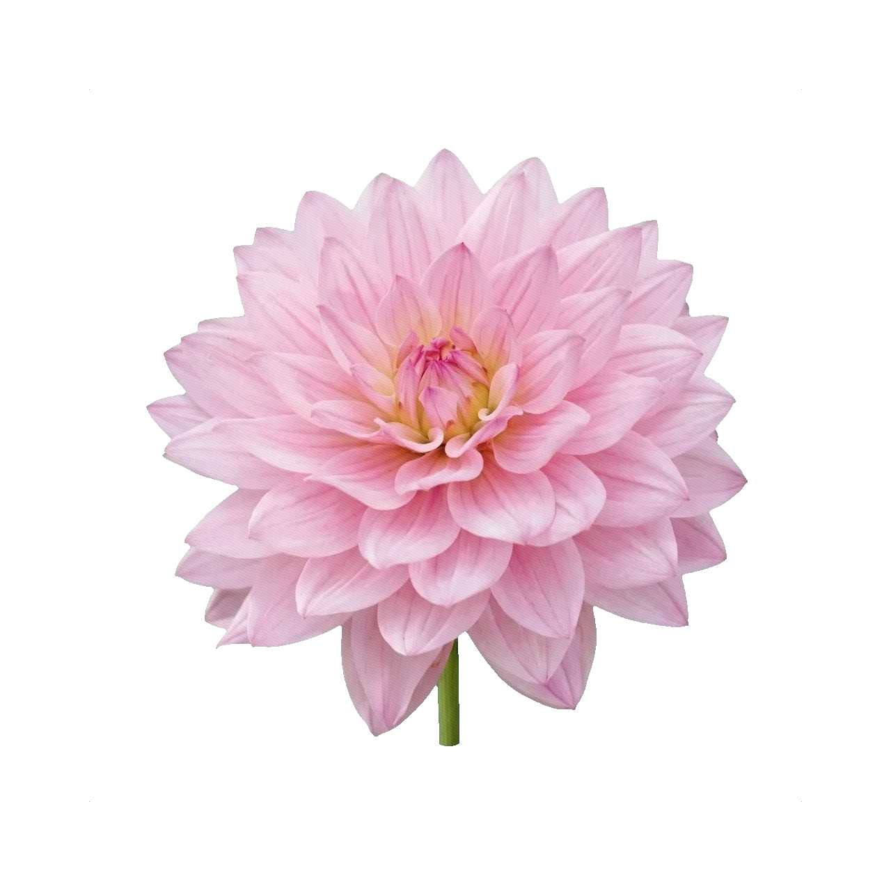 Dahlia Karma Prospero