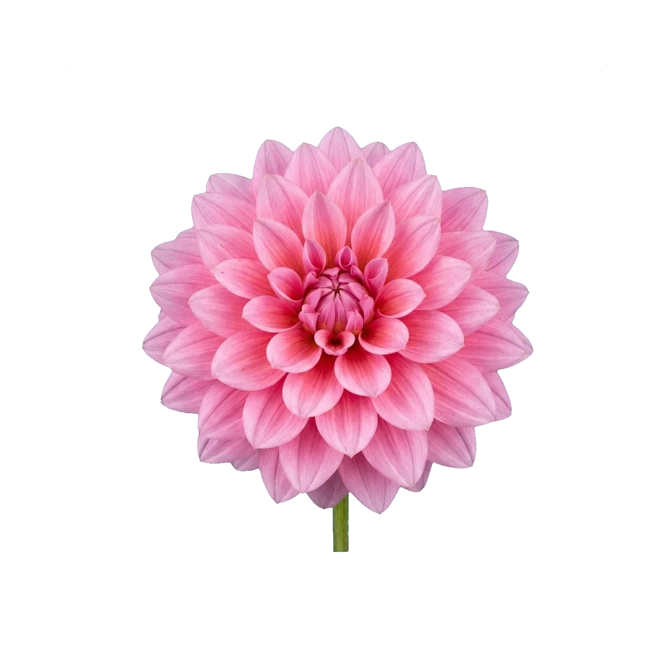 Dahlia Karma Thalia