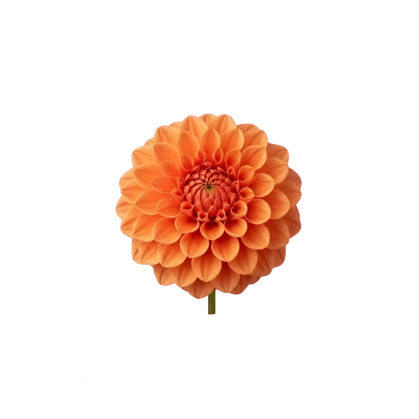 Dahlia orange