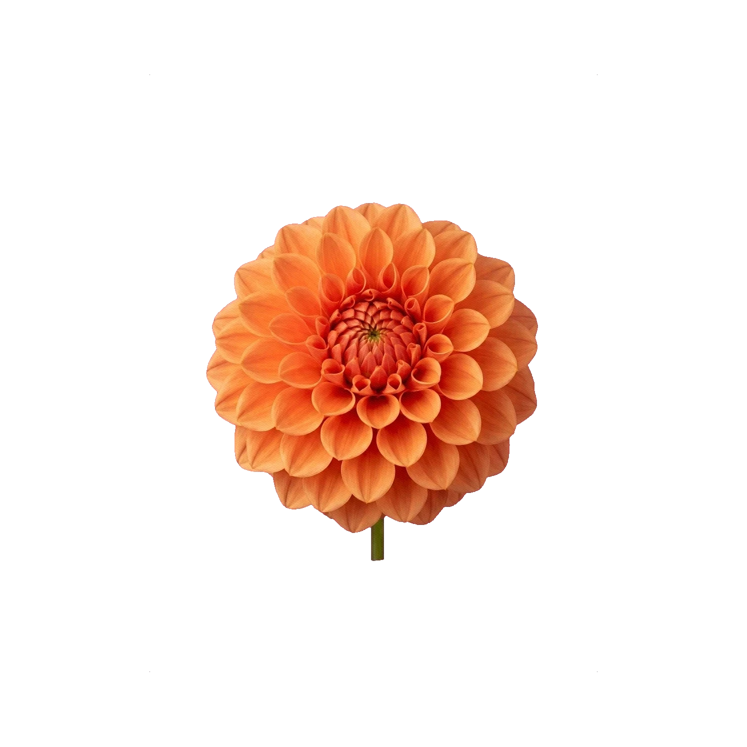 Dahlia orange