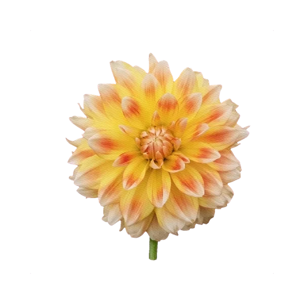 Dahlia Peaches and Cream