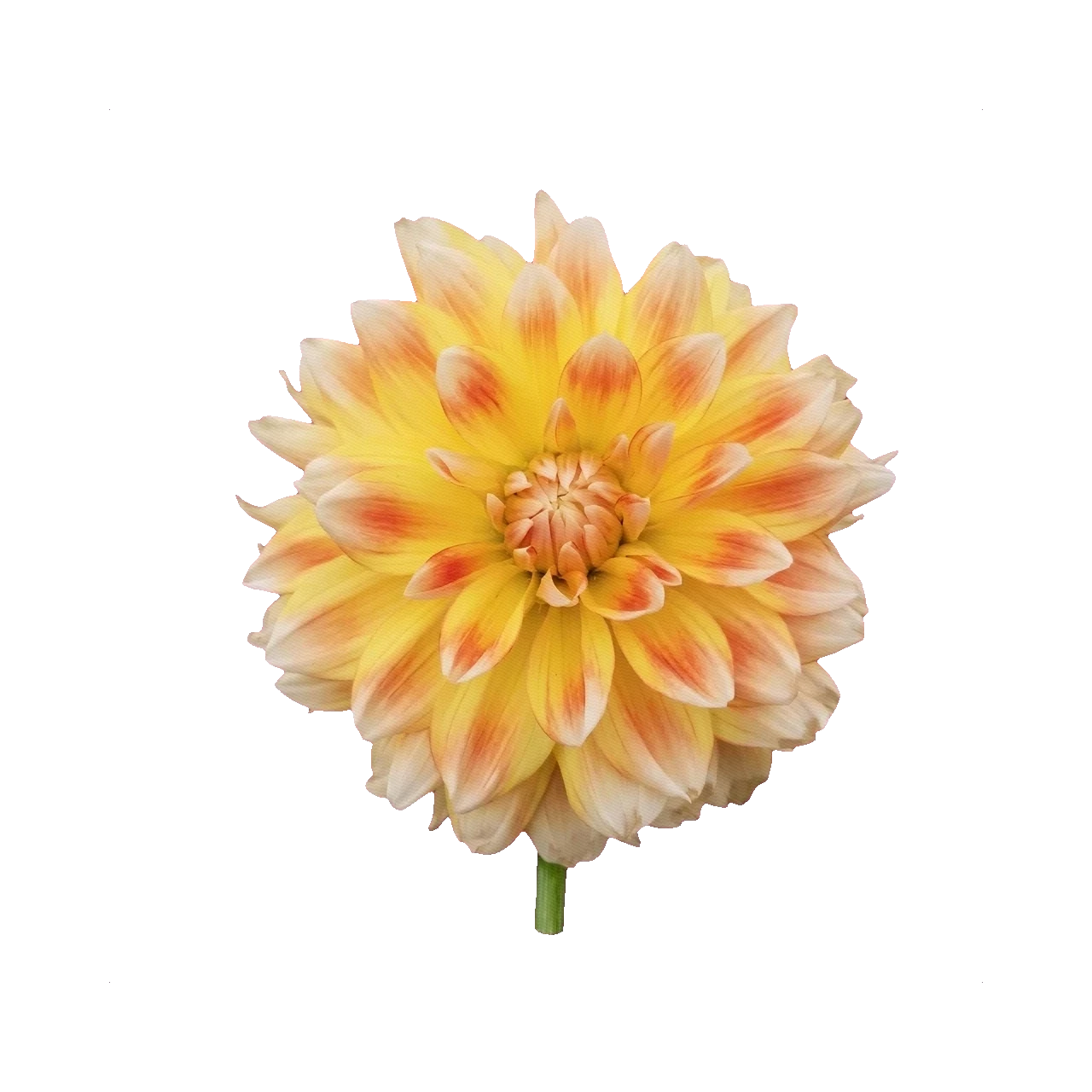 Dahlia Peaches and Cream