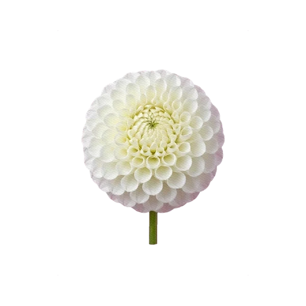 Dahlia Snow Flake