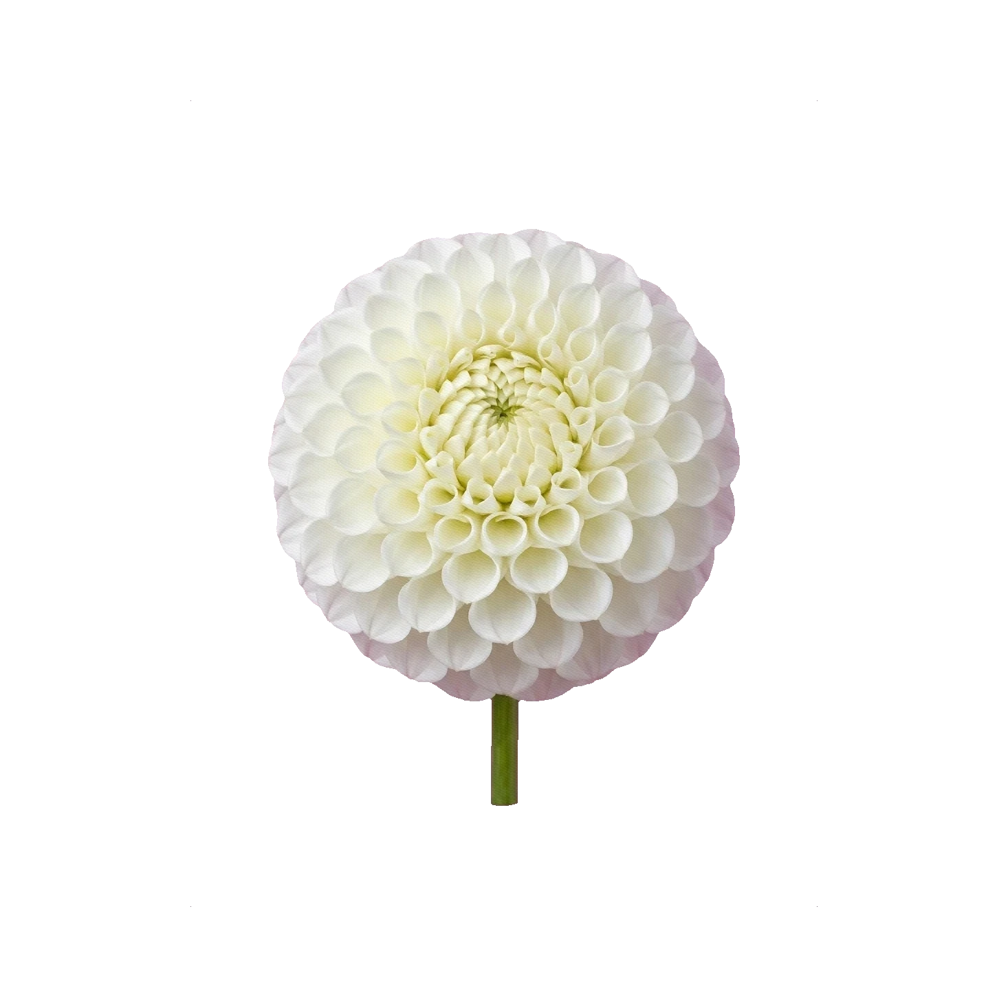 Dahlia Snow Flake