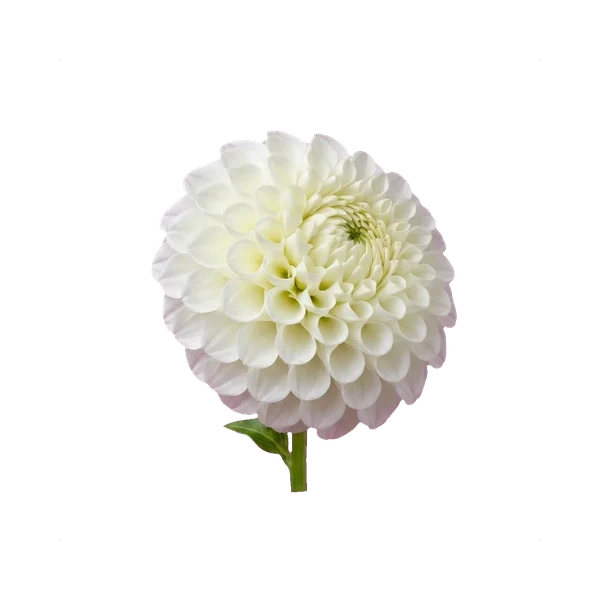 Dahlia Snow Flake — in_bouquet