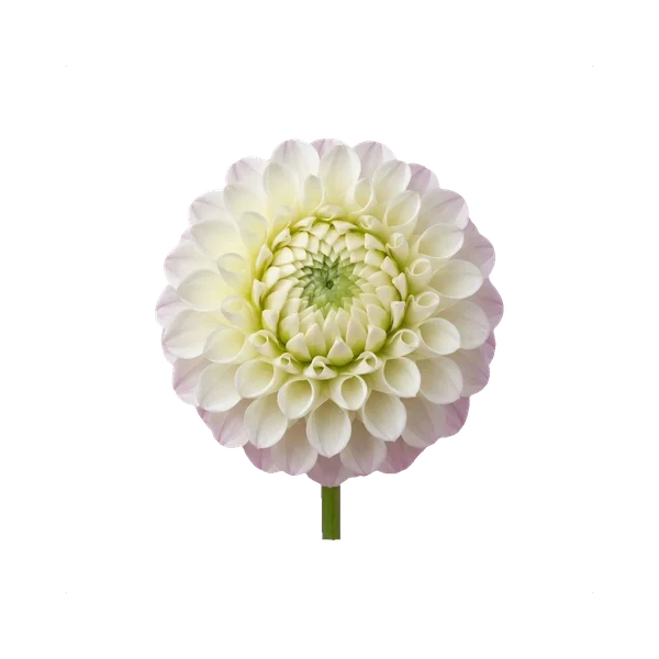 Dahlia Snow Flake — in_bouquet
