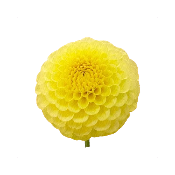 Dahlia yellow garden