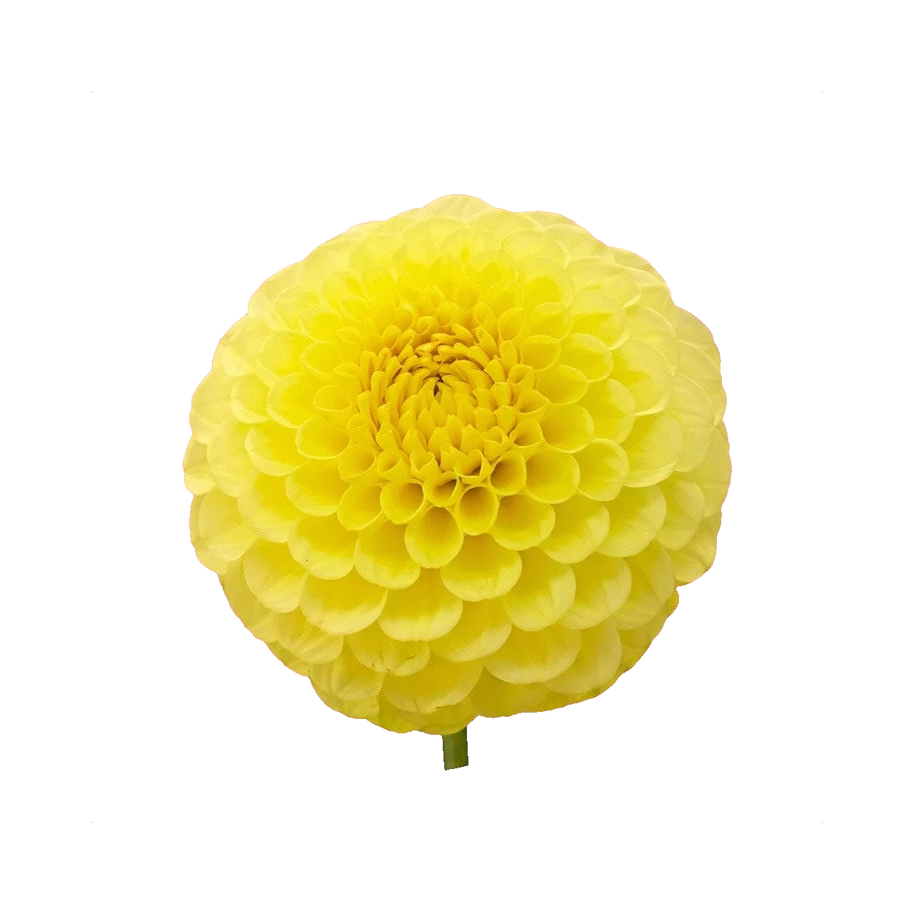 Dahlia yellow garden
