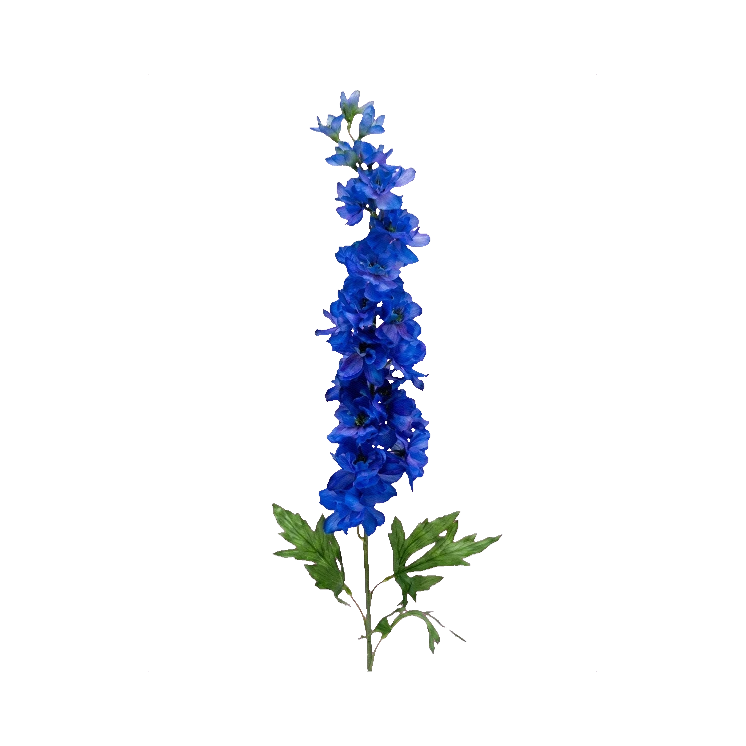 Delphinium Centurion Cobalt