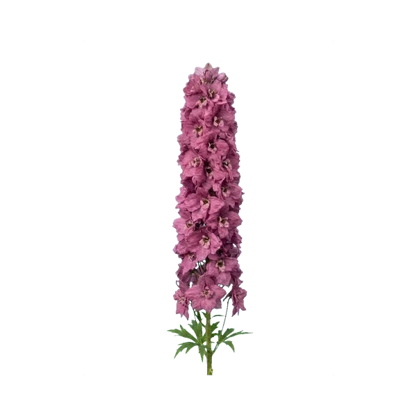 Delphinium Centurion Deep Rose