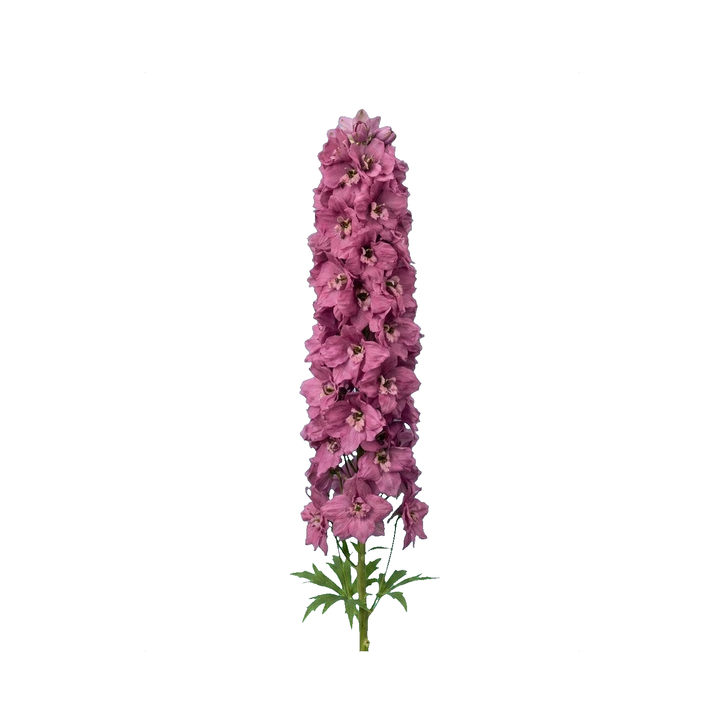 Delphinium Centurion Deep Rose