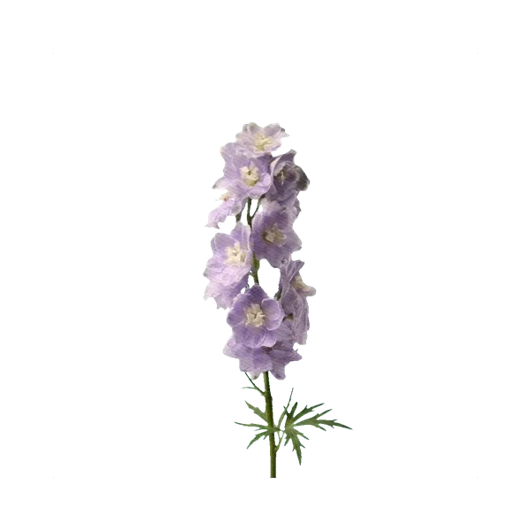 Delphinium Centurion Lilac
