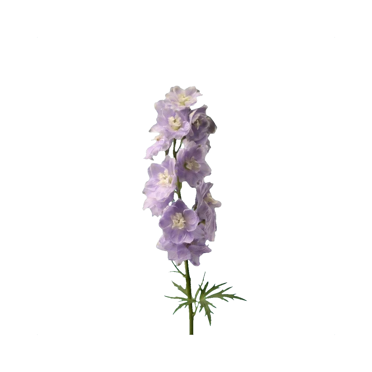 Delphinium Centurion Lilac