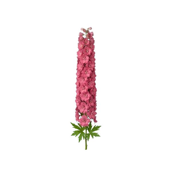 Delphinium Centurion Rose