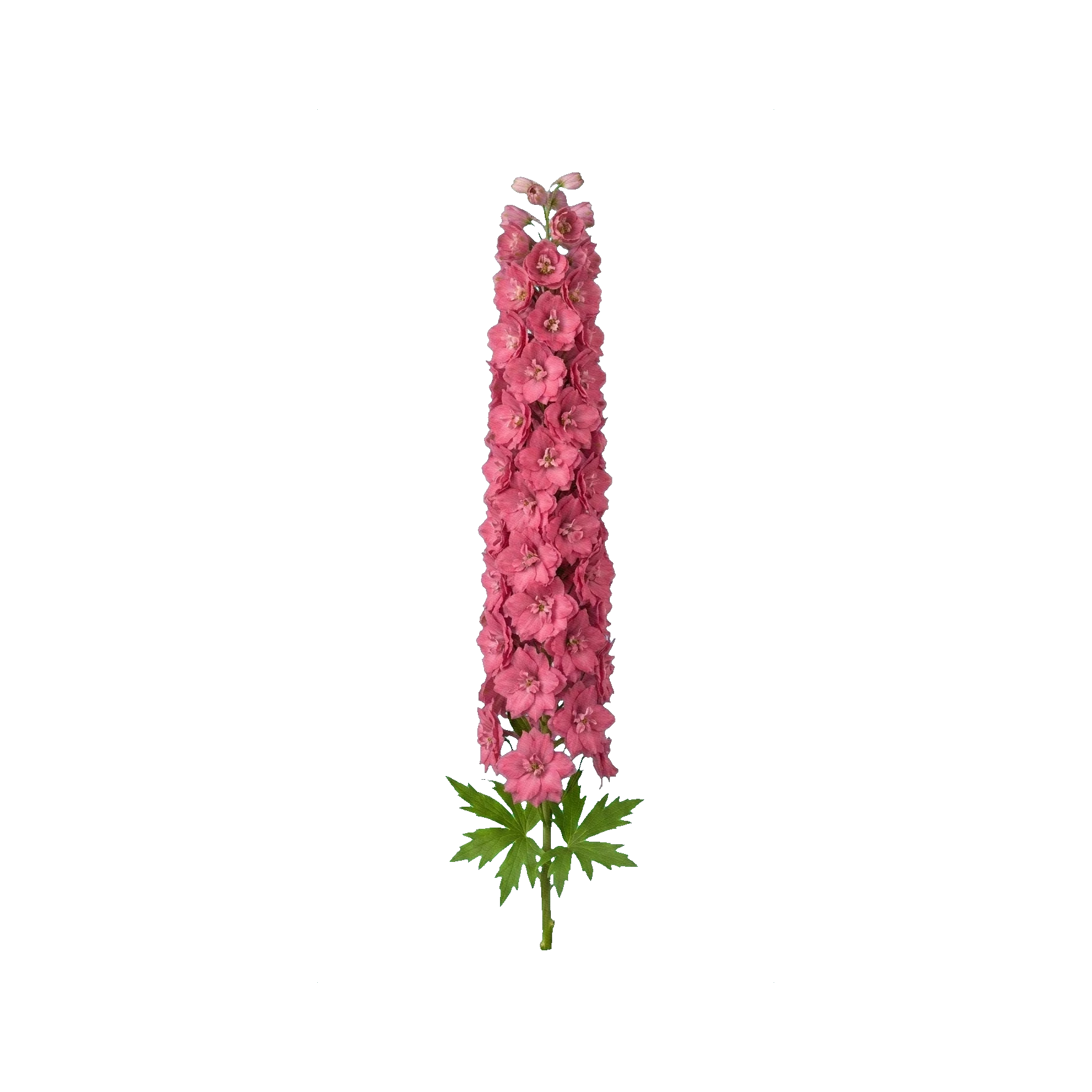 Delphinium Centurion Rose
