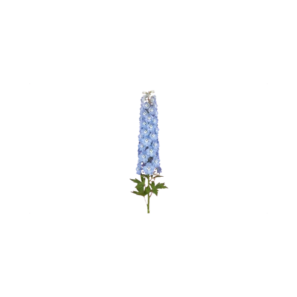 Delphinium Centurion Sky Blue