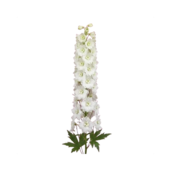 Delphinium Centurion White