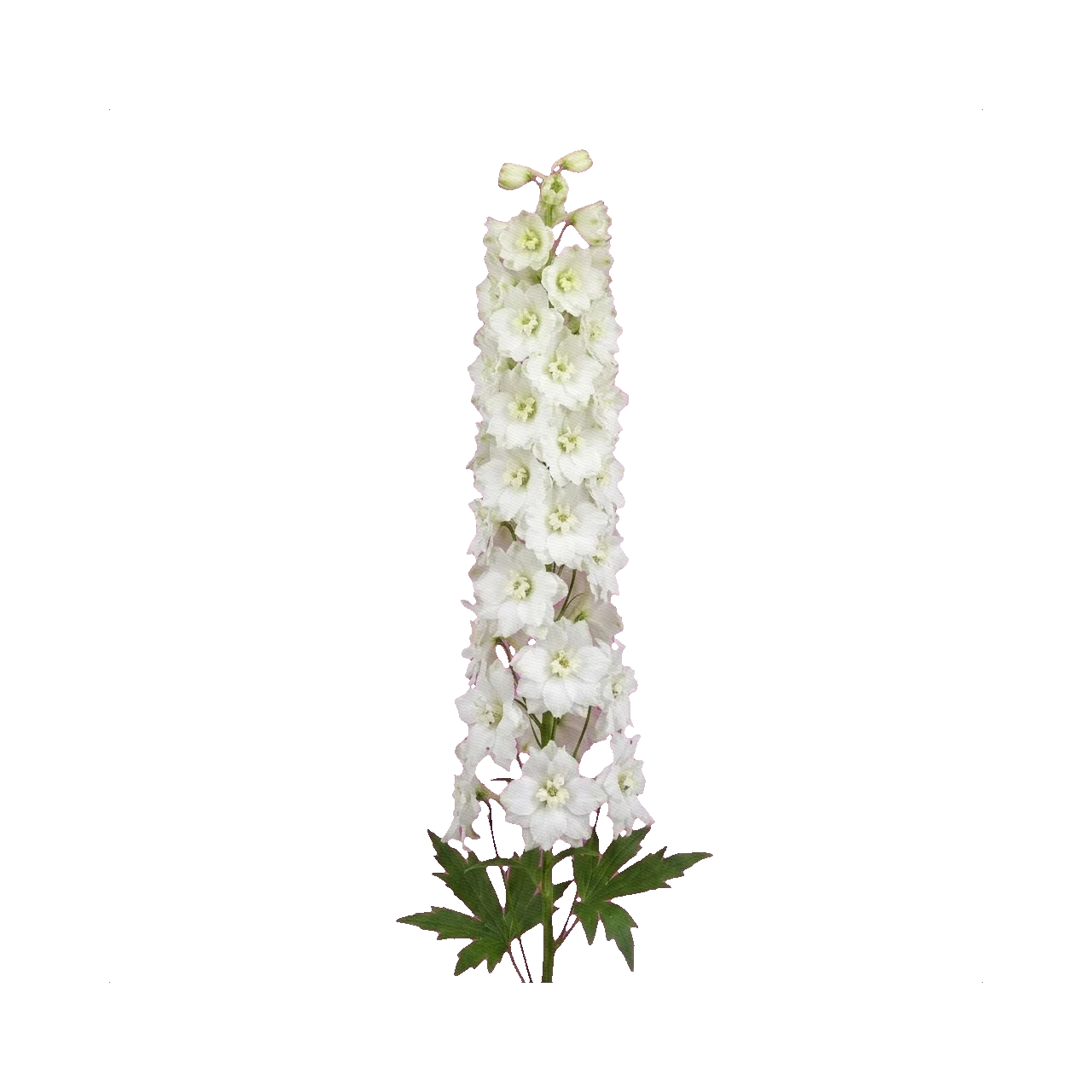 Delphinium Centurion White