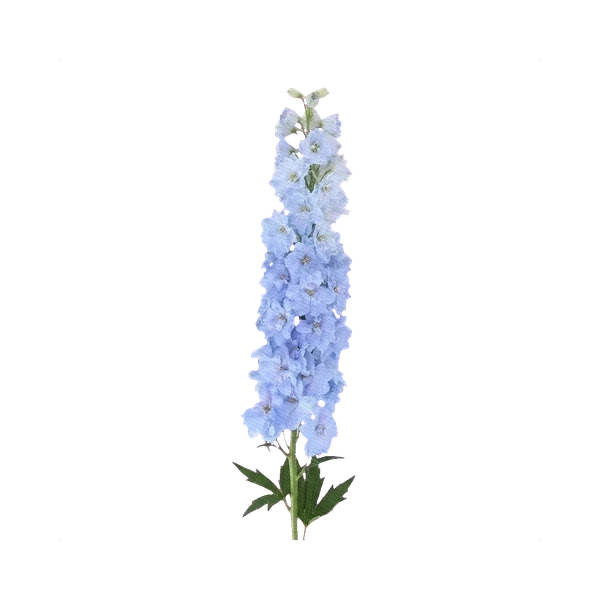 Delphinium Dou Devi Boy