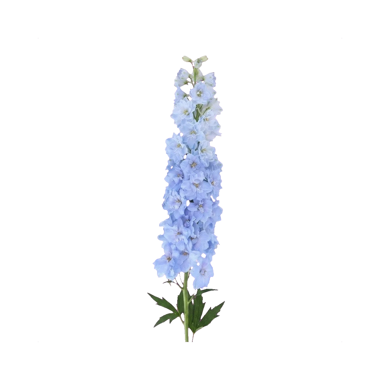 Delphinium Dou Devi Boy
