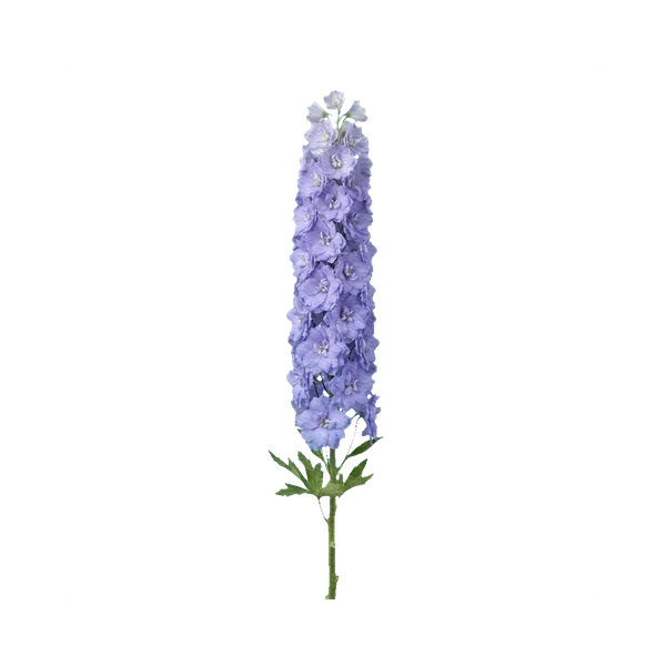 Delphinium Dou Devi Rocket