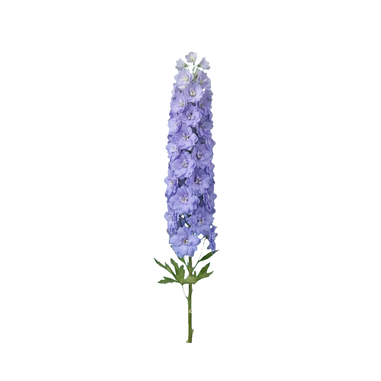 Delphinium Dou Devi Rocket