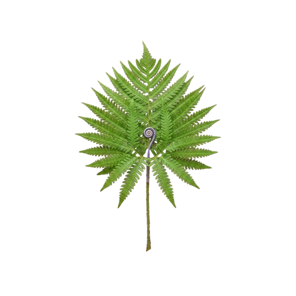 Dicranopteris fresh