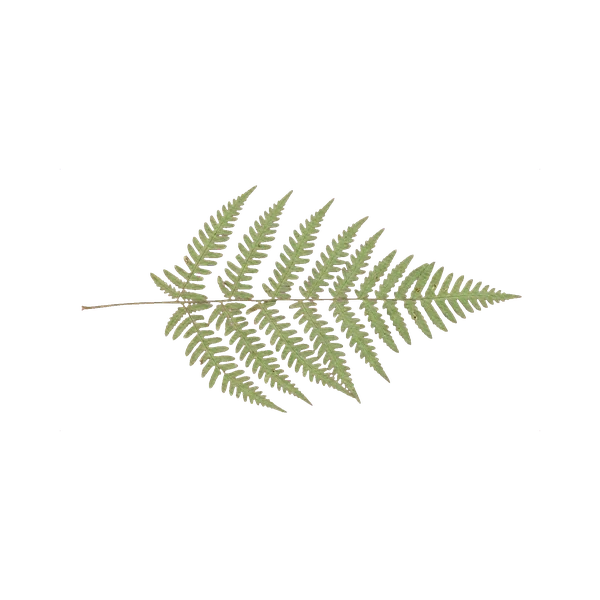 Dicranopteris preserved