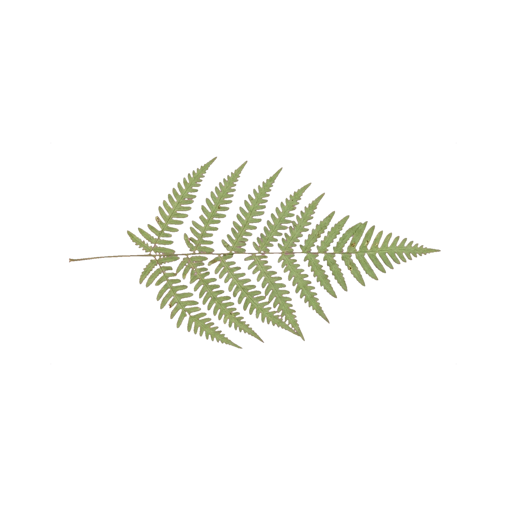 Dicranopteris preserved