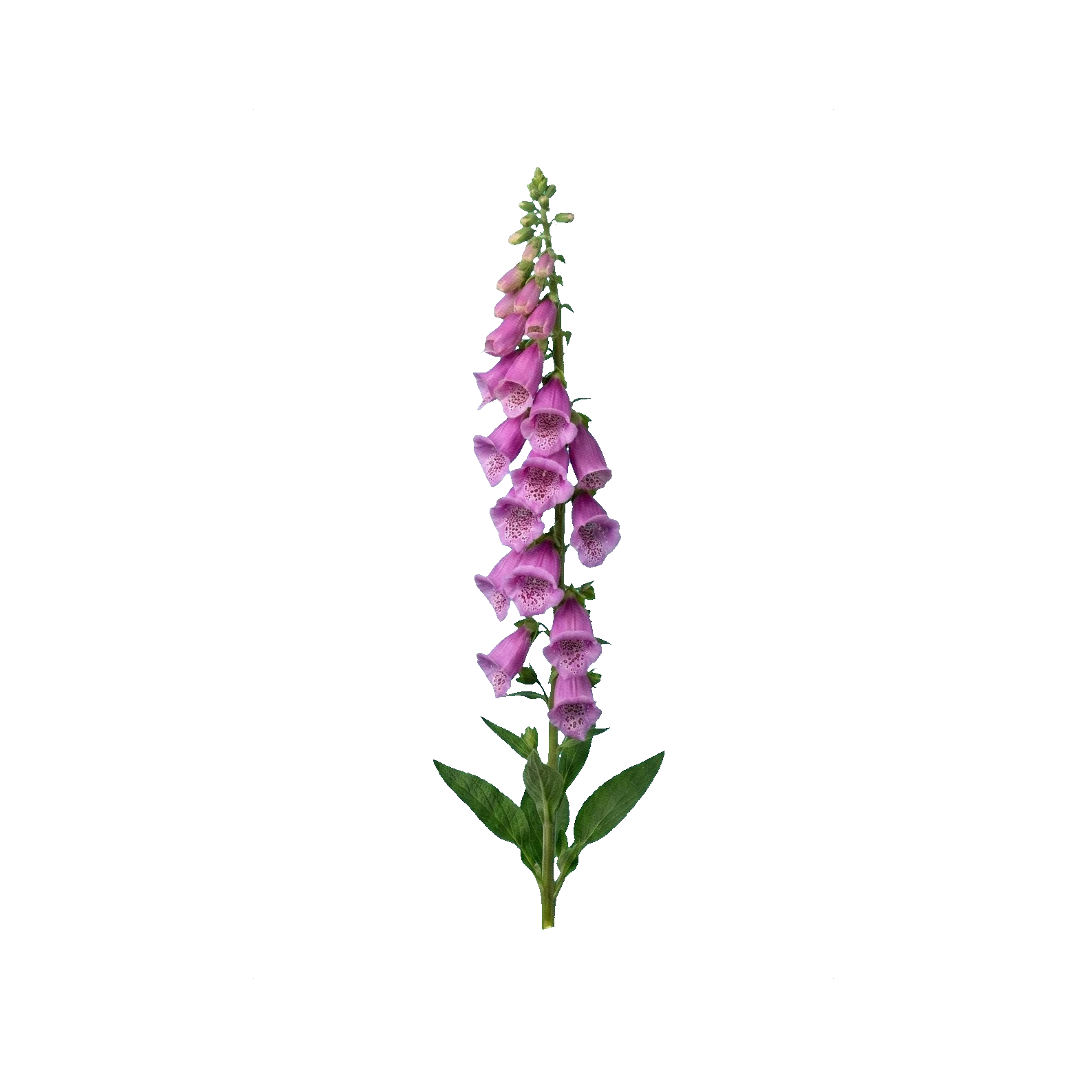 Foxglove