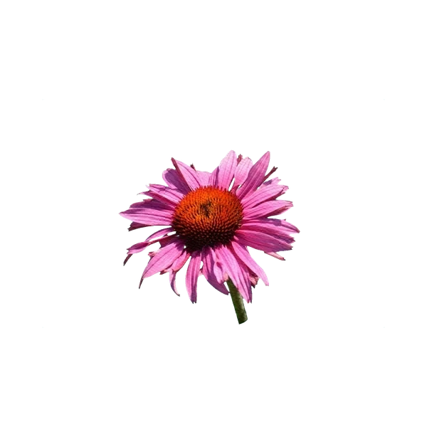 Echinacea purpurea