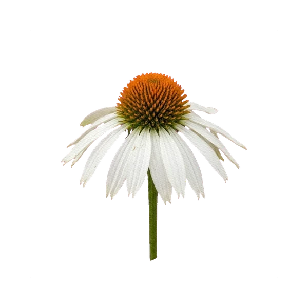 Echinacea White Swan