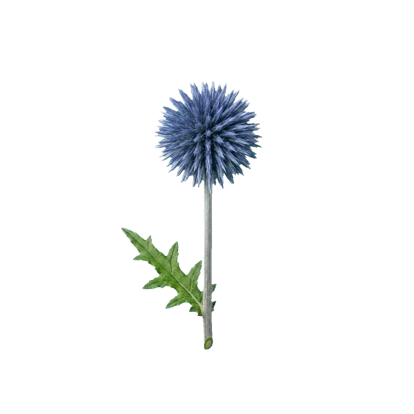 Echinops Ritro
