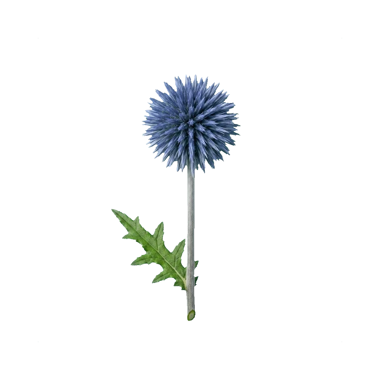 Globe thistle
