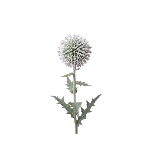 Echinops White Globe