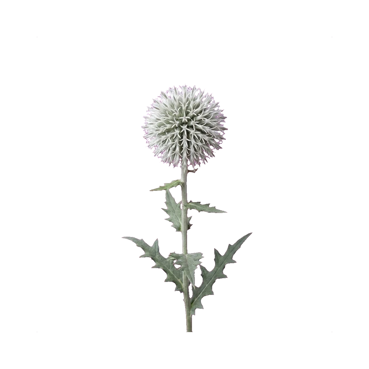 Echinops White Globe