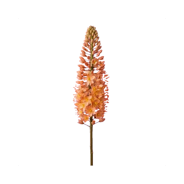 Eremurus orange