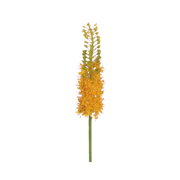 Eremurus yellow