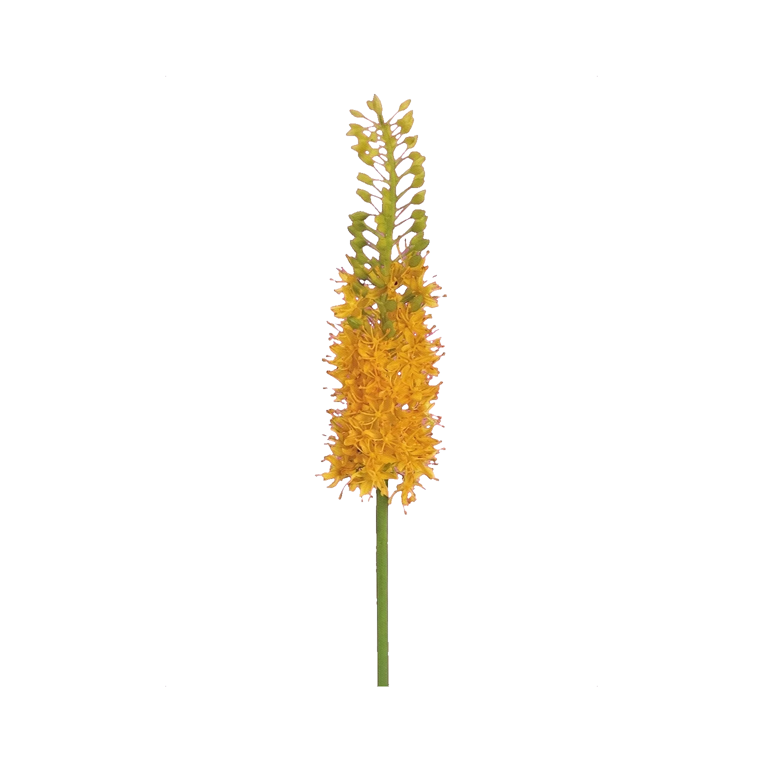 Eremurus yellow