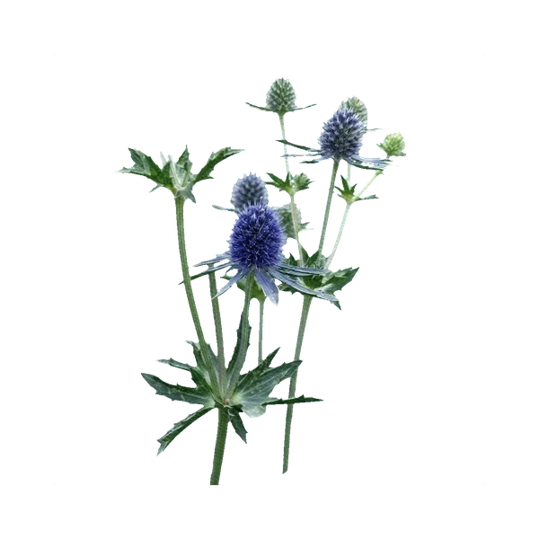 Eryngium blue