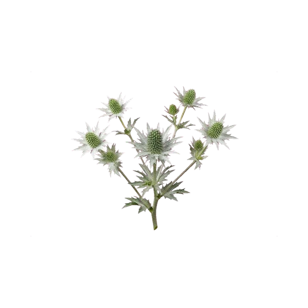 Eryngium white (Magnetar)