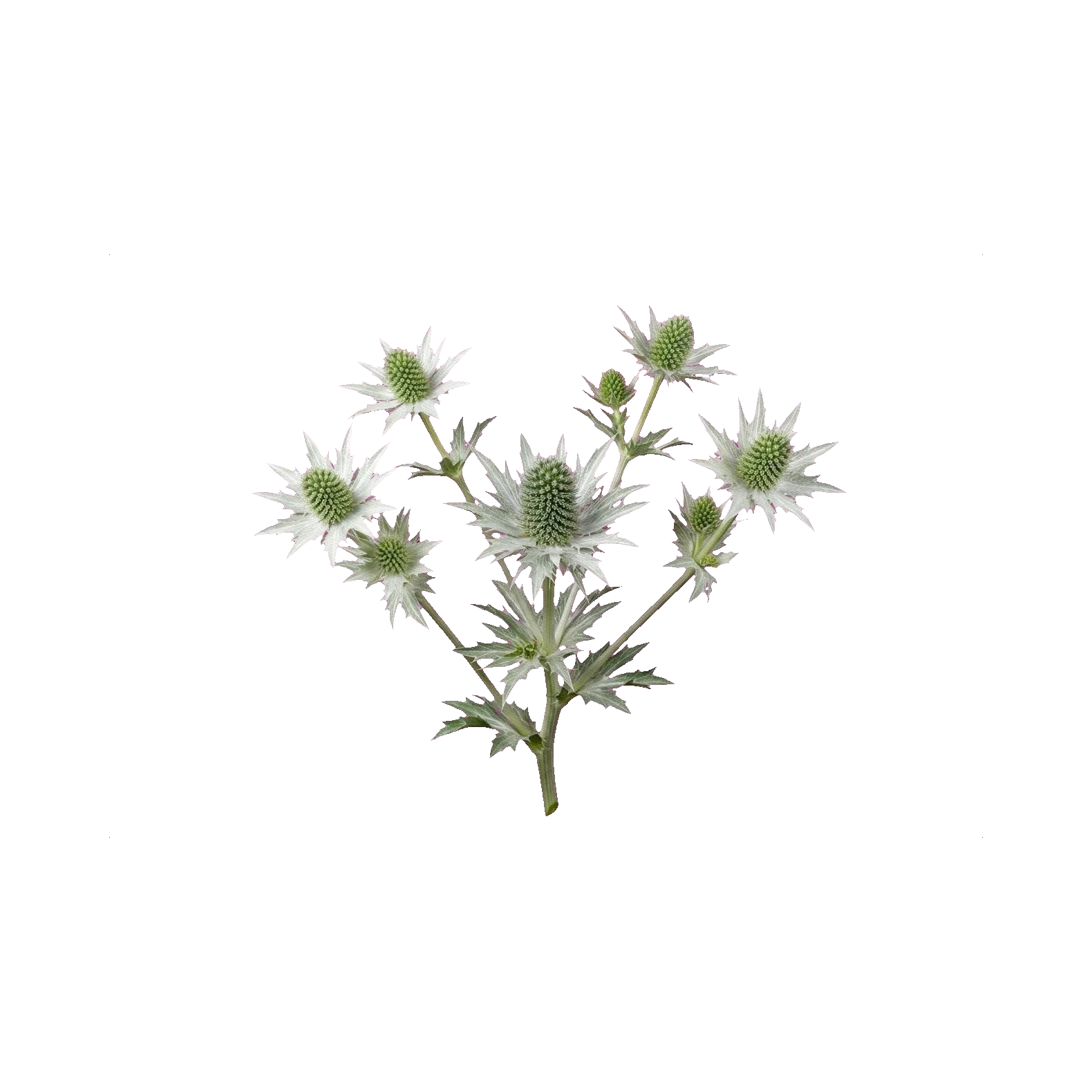 Eryngium white (Magnetar)