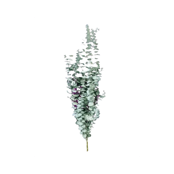 Eucalyptus Baby Blue
