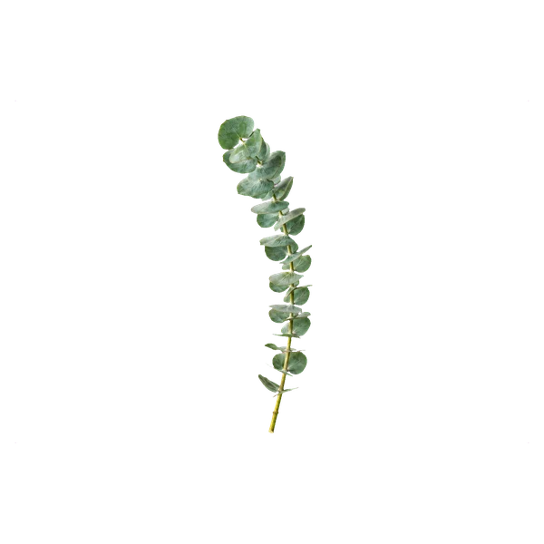 Eucalyptus Baby Blue — with_stem
