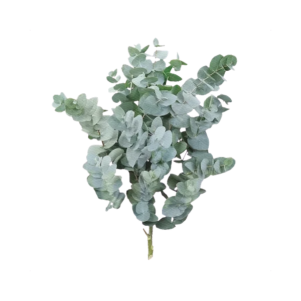 Eucalyptus cinerea (Silver Dollar)