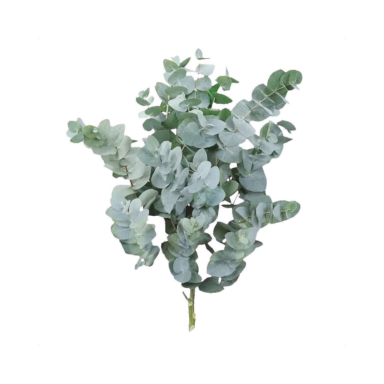 Eucalyptus