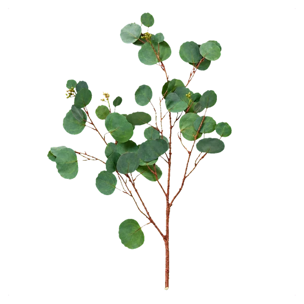 Eucalyptus cinerea (Silver Dollar) — with_stem