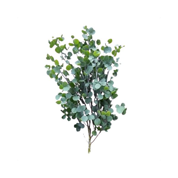 Eucalyptus Gunni