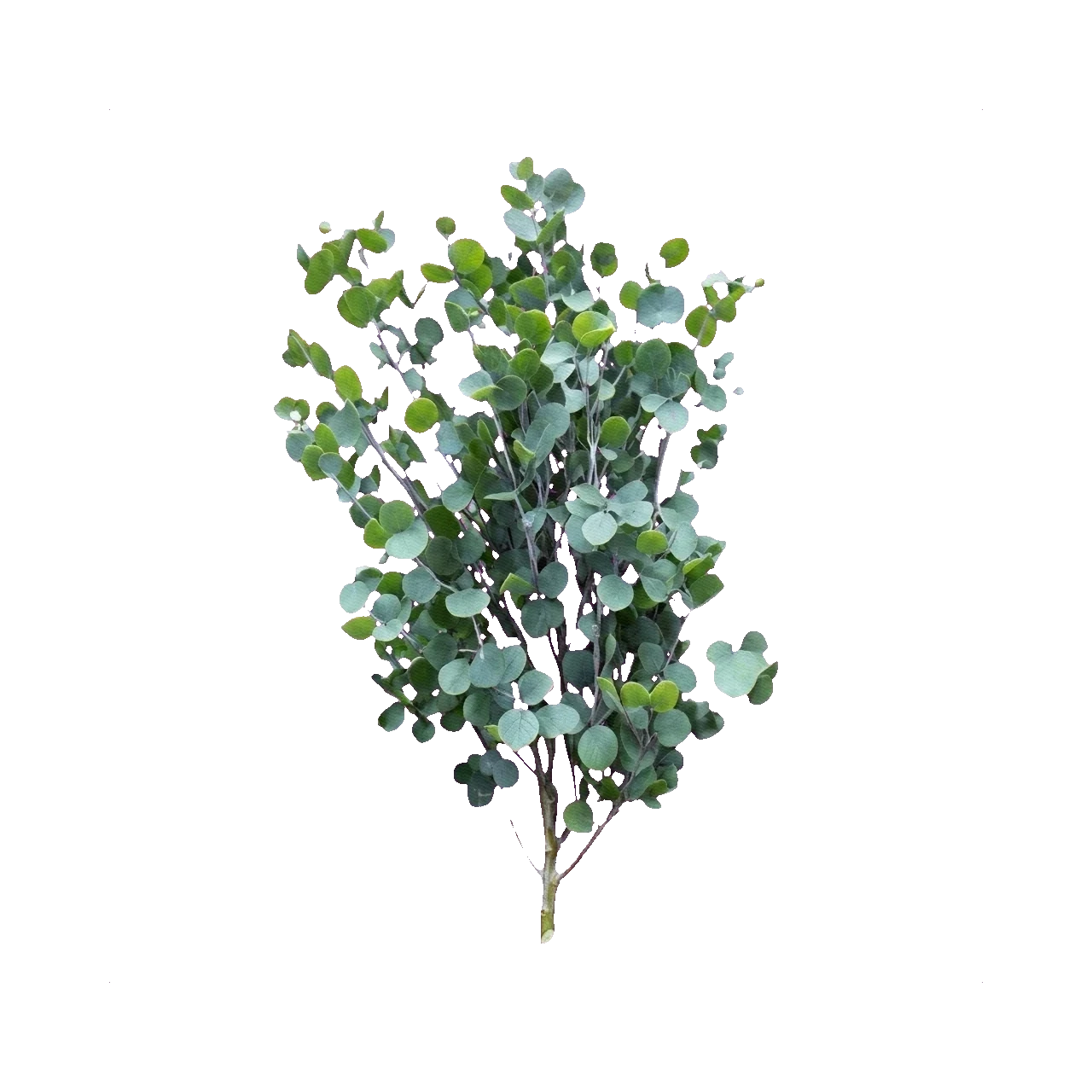 Eucalyptus Gunni